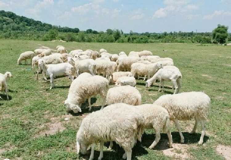 Đồi Cừu Suối Nghệ, cánh đồng check in chụp hình siêu ảo mới