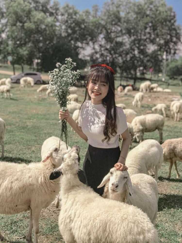 Đồi Cừu Suối Nghệ